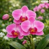 Orchid
